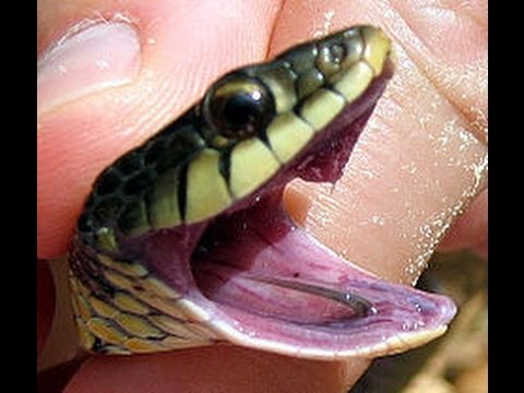 Snake Bytes TV - Garter Snakes : SnakeBytesTV