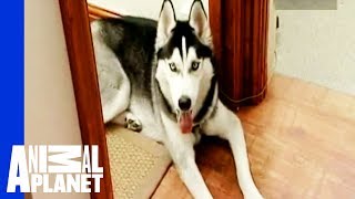 Top 10 Difficult Cases: Diesel