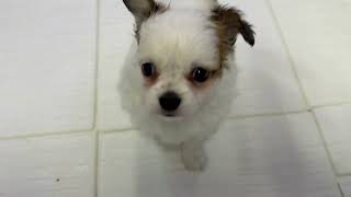 ハーフ犬の動画01