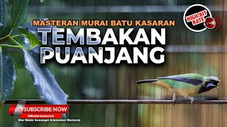 Download lagu Tembakan Andalan Murai Sinar Jaya Satu Nafas 2-3 Lagu Masteran Murai Terbaik mp3 Download lagu Tembakan Andalan Murai Sinar Jaya Satu Nafas 2-3 Lagu Masteran Murai Terbaik mp3