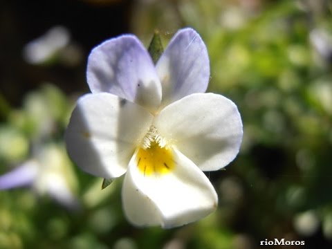 Pensamiento arvense: Viola arvensis