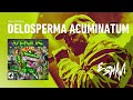 Esham - Delosperma Acuminatum (Venus Flytrap)