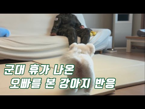 4개월만에 군대 휴가 나온 오빠를 본 강아지 반응
