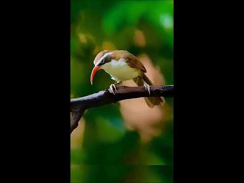 Šabľozob červenozobý (Pomatorhinus ochraceiceps) — spev a hlas v prírode