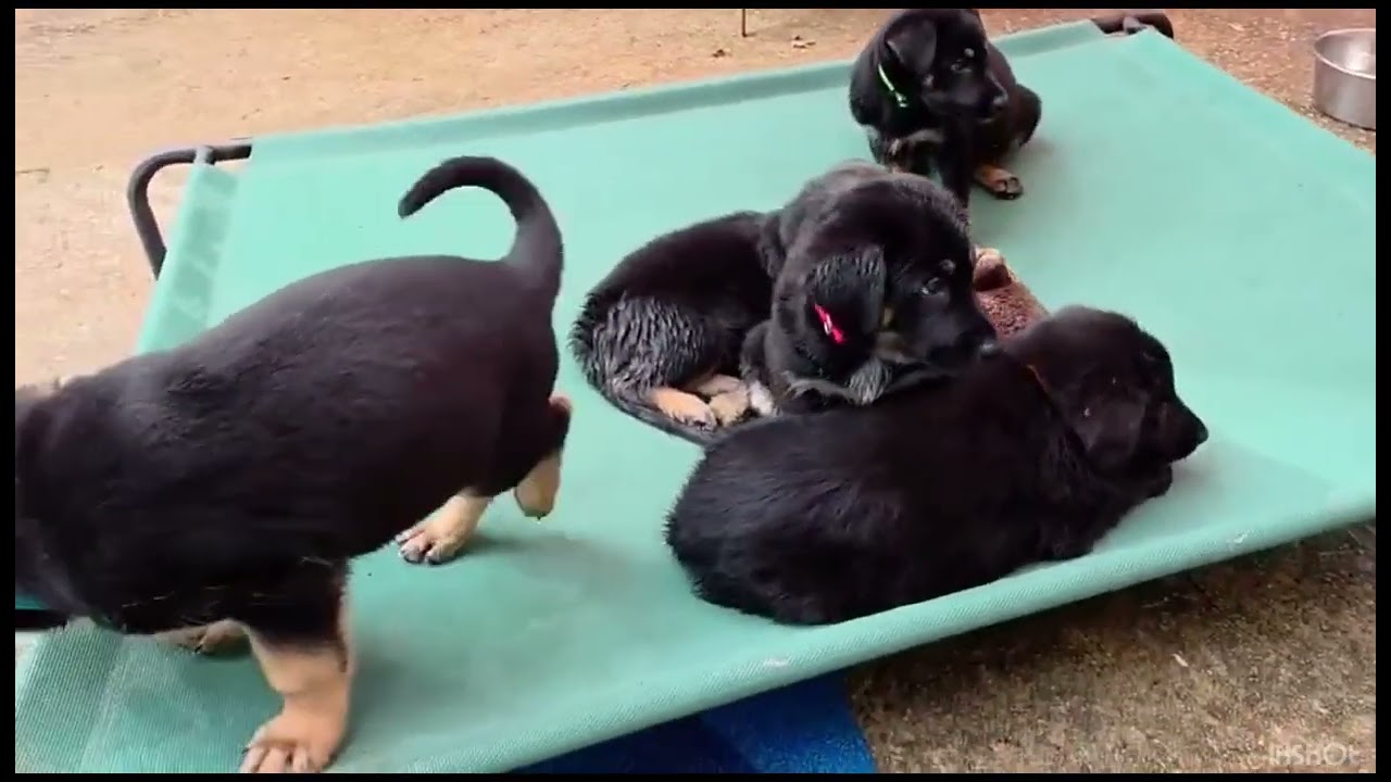 Enlarge Hampton (PUPPY), an adopted German Shepherd Dog in Greeneville, TN video 2/6