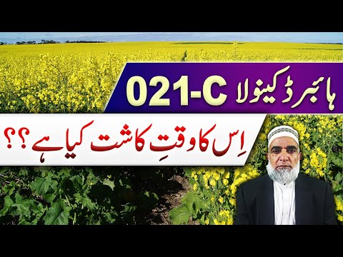 When to cultivate hybrid canola 021-C in 2025 || Crop Reformer