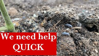 We have a big problem and we need your help! Pill bug infestation!