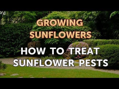 How to Grow Sunflowers in Pots
