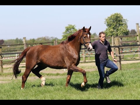 Stute von Florencio - Rubinstein I trag. von Fürst Wilhelm für 2019