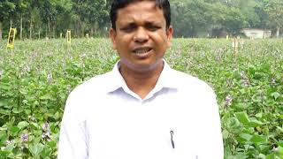 সীম চাষ