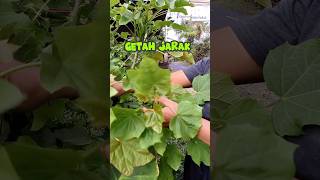 Download lagu langsung buang gas,perut kembung hilang manfaat pohon jarak@laskartaru #daun #shorts #plants #pohon mp3