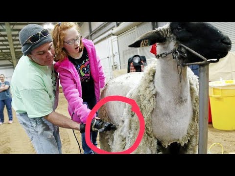 Amazing and modern automatic sheep breeding technology fastest cutting cleaning and milking machines