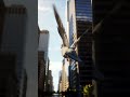 The Pigeon Is Flying ️ Amazing Bird In Action Pigeon Flying Birds Animatedshort