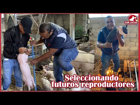 , title : '¿Cómo seleccionar futuros reproductores en cerdos? | Granja San Lucas'
