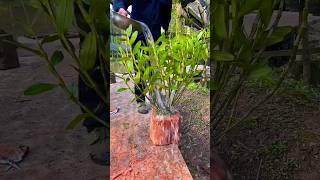 Simple grafting wild orchid fast rooting