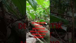 Download lagu MAYAT MONDOSIO HIDUP KEMBALI UNTUK BALAS DENDAM ‼️KACA BENGGALA mp3