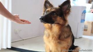 How To Teach Your Dog to Balance a Treat On Their Nose!