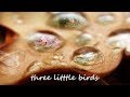 Joshua Radin - Three Little Birds (Bob Marley Cover) Lyric Video