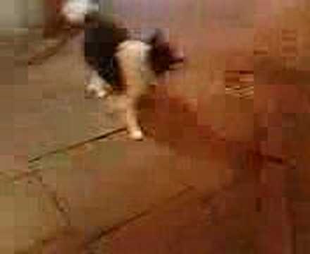 the famous nottingham tramp dog