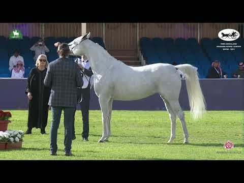 N 139 BINT HAZY AL KHALEDIAH   King Abdulaziz Arabian Horse Center Show 2021   Mares 7 9 Years Old C