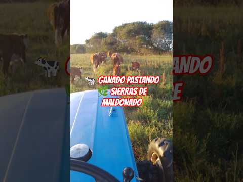 🐄 Ganado Pastando en las Sierras de Maldonado 🌿