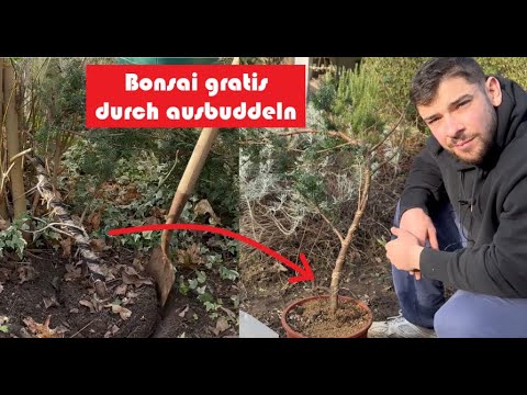 Gratis BONSAI! Material für Bonsai gewinnen durch ausgraben