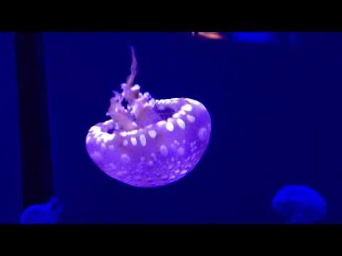 Pbn' Jellyfish video