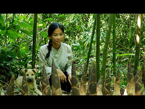 Harvesting wild bamboo shoots - homeless girl decided to ask to rent the farm to start over