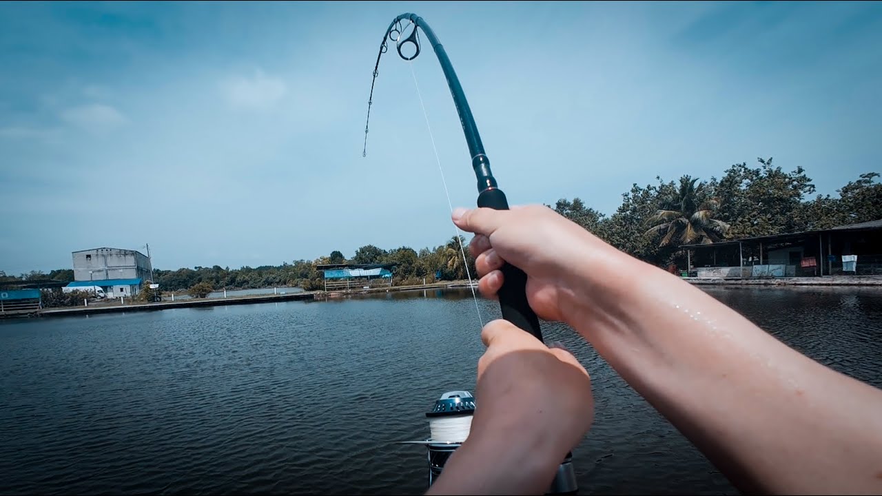 Cần câu TRANSCENDENCE Ghibli80S