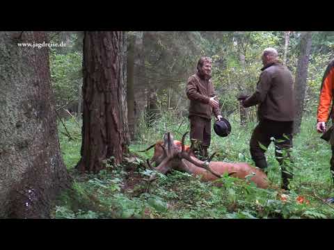 Der Gigant von Strzalowo - Jagd zur Hirschbrunft in Polen / Masuren!