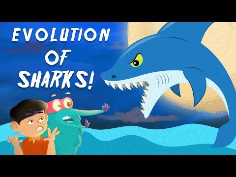 Evolution Of Sharks | The Dr. Binocs Show | Best Learning Videos For Kids | Peekaboo Kidz