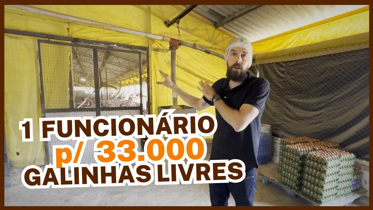 1 FUNCIONÁRIO para 33.000 GALINHAS LIVRES: granja 100% automatizada