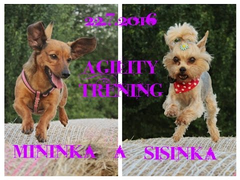 Agility trening Sisinka a Mininka / 22.7.2016