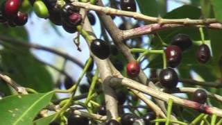 Syzygium tree near Rajasthan