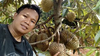 Download lagu CARA MEMAKSA DURIAN BERBUAH CEPAT DAN LEBAT mp3