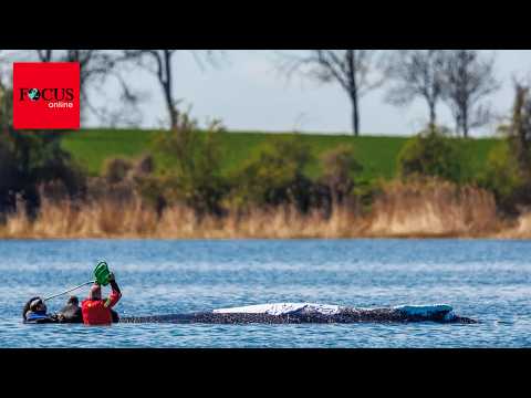 Wal öffnet sein Maul und bekommt Medizin per Gießkanne