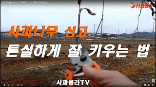 사과 묘목 식재후 주요관리