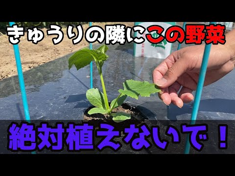トマトの隣にどの花を植えますか?良い植物の組み合わせ  庭園