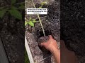 Plant your leggy tomatoes sideways! 🍅 #gardeningtips