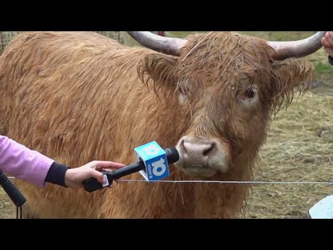 Meet 'Marigold,' the cow that stopped I-270 traffic for hours