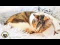 528 Hz Healing Music for Anxious Cats (with cat purring sounds)
