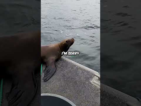 Woman kicks seal off boat