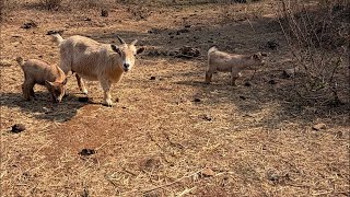 Thumbnail del capítulo