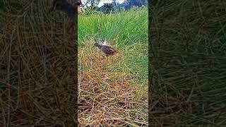 Download lagu cara mikat tikusan mudah dan menyenangkan #burung #pikat mp3