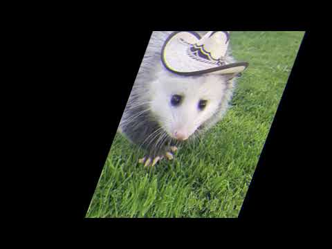 the blessed, the cursed and the chonky