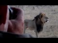 Cecil - Africa's Biggest Lion - www.CecilTheLion ...