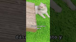 Hice esto para mi gato y se quedó muy sorprendido