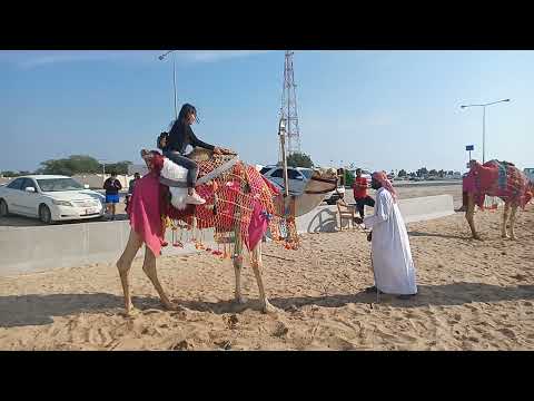sealine Beach ⛱️ experience how to ride camel 🐫