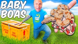 We've Got $5000 Worth Of Baby Boas - Let's Unbox Them! by Brian Barczyk