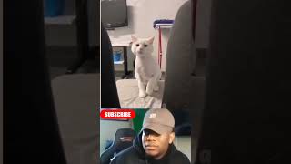 Download lagu Tahan Tawa Kucing #kucing #cat #short mp3